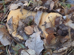 Infundibulicybe squamulosa