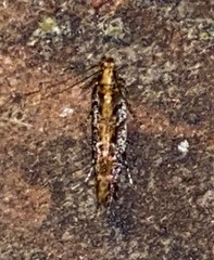 Aristotelia rubidella