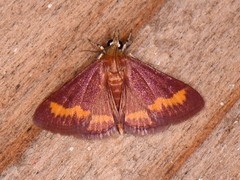 Pyrausta pseuderosnealis