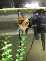 Pterophyllum