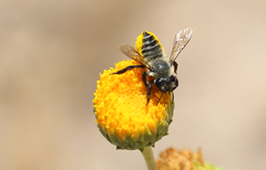 Megachile pollinosa