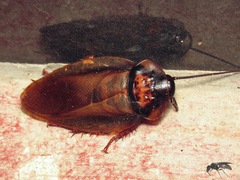 Eublaberus