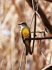 Tyrannus melancholicus