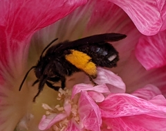 Melissodes bimaculatus