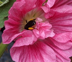 Melissodes bimaculatus