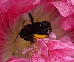 Melissodes bimaculatus