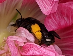 Melissodes bimaculatus