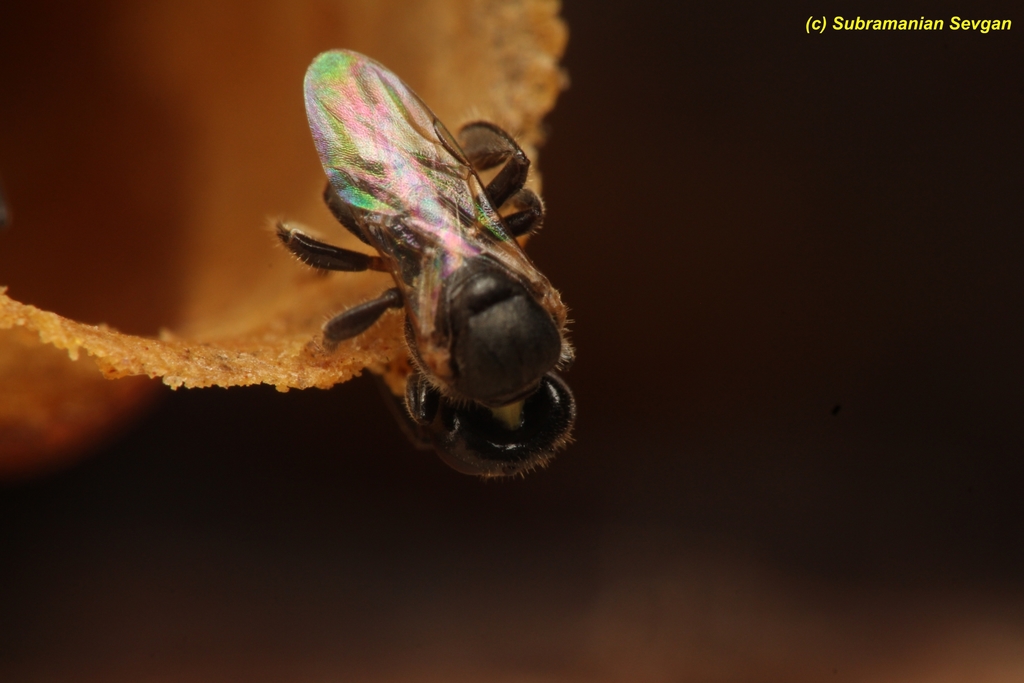 Hypotrigona araujoi