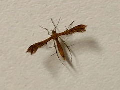 Stenodacma wahlbergi