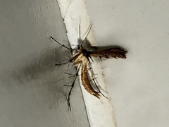 Stenodacma wahlbergi