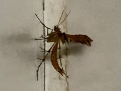 Stenodacma wahlbergi