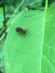 Monostegia abdominalis