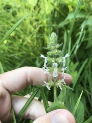 Stachys rigida rigida