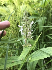 Stachys rigida rigida