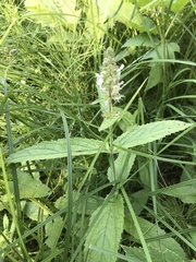 Stachys rigida rigida