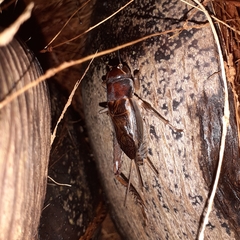 Teleogryllus mitratus