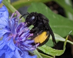 Melissodes bimaculatus