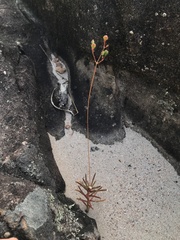Phemeranthus parviflorus