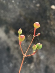 Phemeranthus parviflorus
