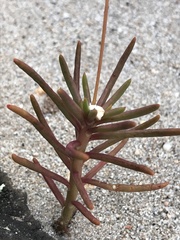 Phemeranthus parviflorus
