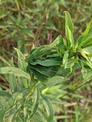 Asphondylia solidaginis