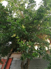 Parmentiera aculeata