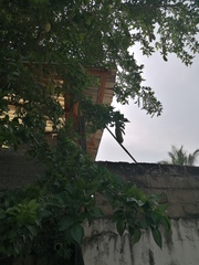 Parmentiera aculeata