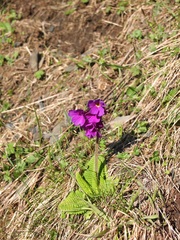 Primula amoena
