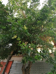 Parmentiera aculeata