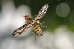 Otites lamed