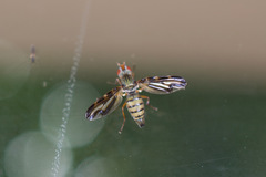 Otites lamed