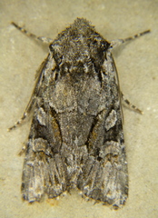 Lacinipolia sareta