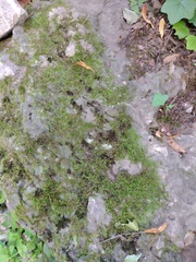 Riccia fluitans