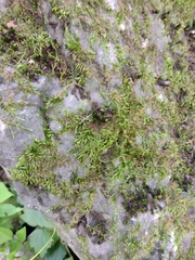 Riccia fluitans
