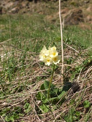 Primula ruprechtii