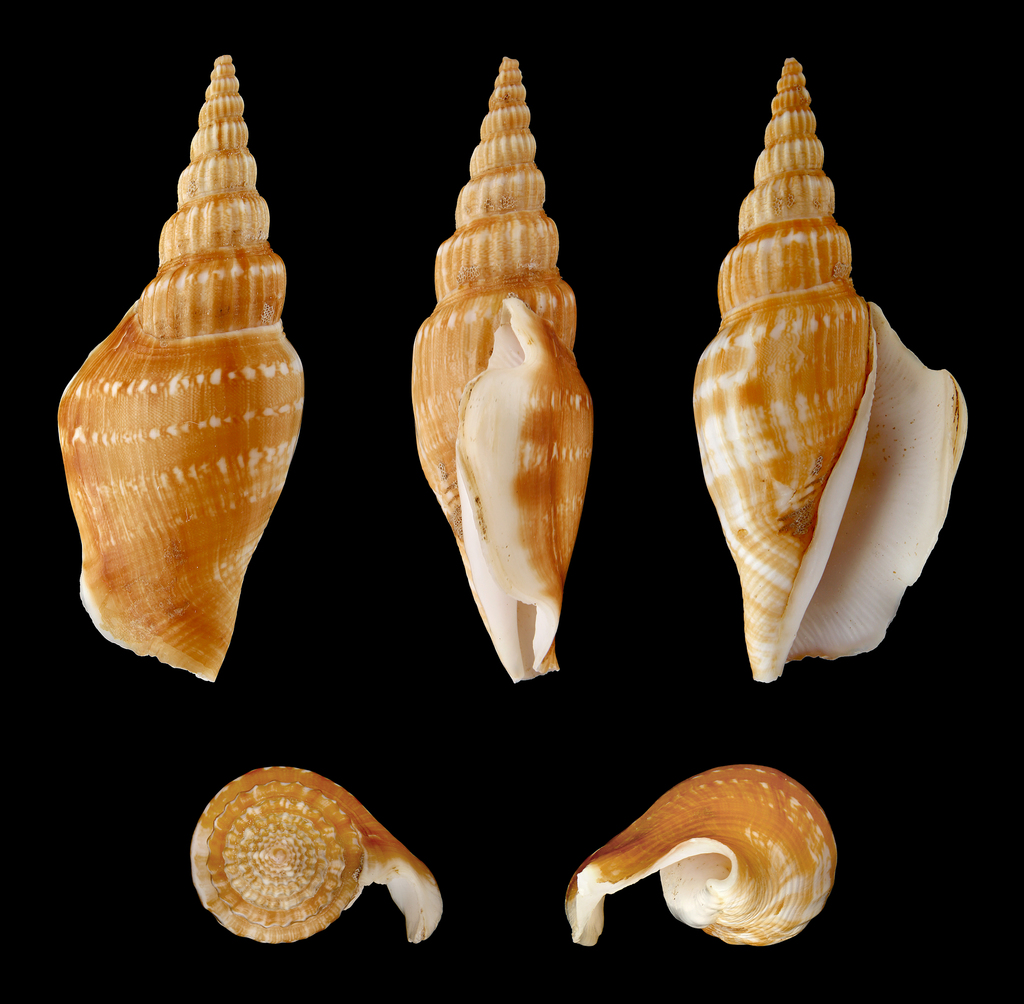 Dolomena vittata