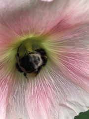 Bombus