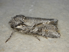 Lacinipolia sareta