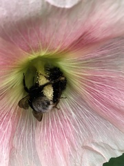 Bombus