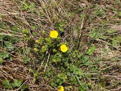 Potentilla crantzii