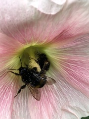 Bombus