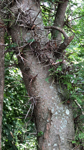 Lederhülsenbaum