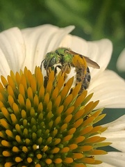 Agapostemon