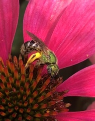 Agapostemon