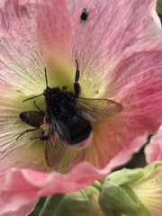 Bombus