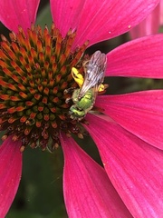 Agapostemon