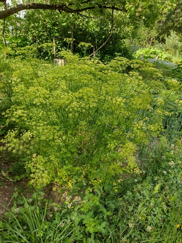 petržlen záhradný (Petroselinum crispum)