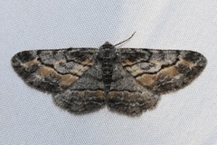 Stenoporpia glaucomarginaria