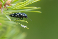 Buprestis octoguttata