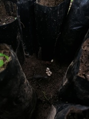 Sceloporus siniferus